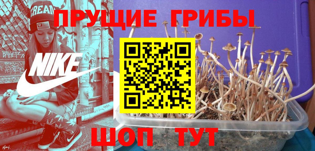 Галлюциногенные грибы Cubensis  Вход с VPN  Галлюциногенные грибы прущие грибы  Минусинск 